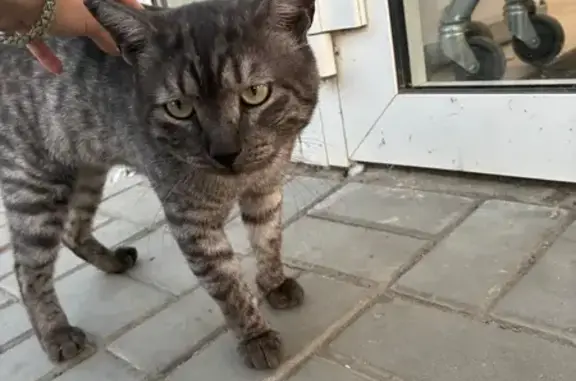 Котик найден: ул. Отрады, 28А, Волгоград