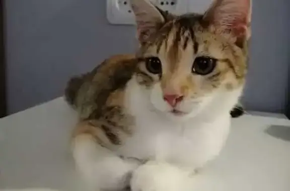 Пропала кошка, ул. Твардовского 26, Балашиха