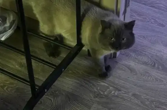Кошки потеряшки, Томск, фото: Потеряшка сиамская кошка, ул. Черных, 113