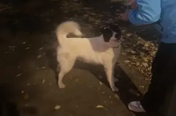 Собака найдена: б-р Гагарина, 97, Пермь