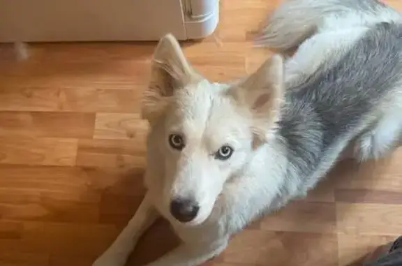 Найдена собака, Пермь, фото: Найдена собака, Кояновская ул., Пермь