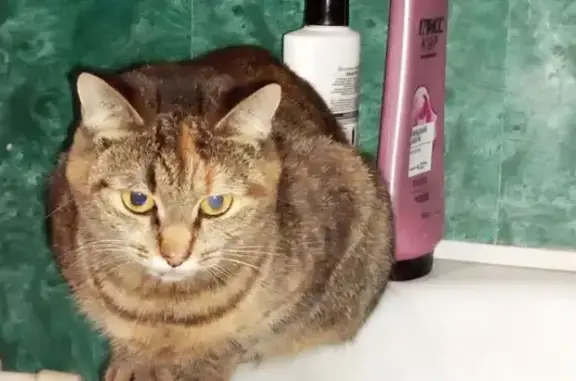 Кошки потеряшки, , фото: Потеряшка кошка, Физкультурная ул., 13