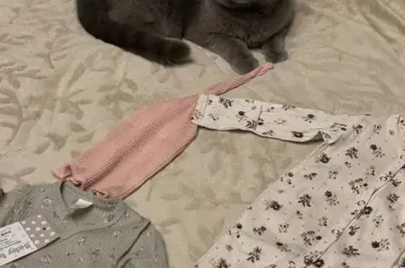 Пропала кошка, ул. 20-летия ВЛКСМ, 41