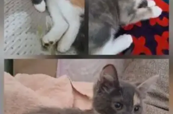 Пропала кошка, ул. Лопарева, 43, Нижневартовск