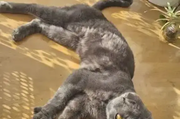 Серая кошка найдена: Раздольная, Липецк