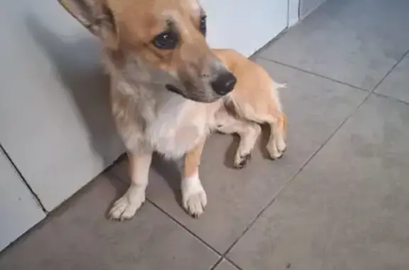 Найдена собака, Новороссийск, фото: Корги найдена: ул. Герцена 3А, Новороссийск