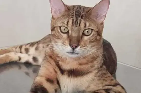 Кошки потеряшки, Московская область, фото: Потеряшка кошка, Московская обл.