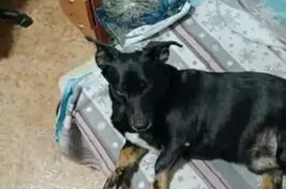 Пропала собака, ул. Победы 35А, Черняховск