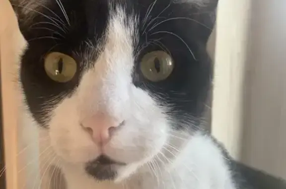 Кошки потеряшки, , фото: Потеряшка кошка, Кызыл, Республика Тыва