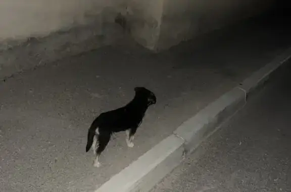 Найдена собака, Махачкала, фото: Щенок найден: Сулевкентская ул, 58, Махачкала