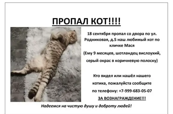 Кошки потеряшки, , фото: Потеряшка кошка, Родниковая ул., 5, Дзержинск