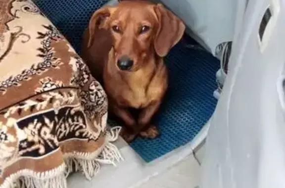 Собака найдена: 2-я Крестьянская, Черлак