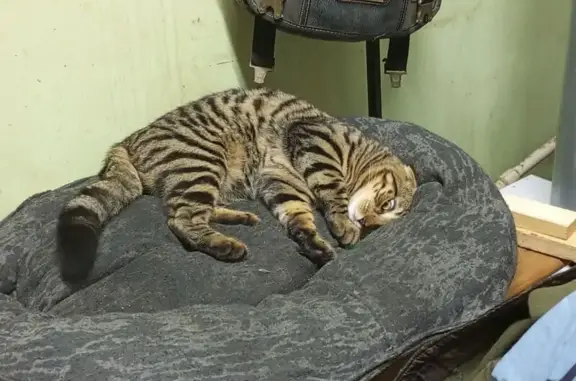 Объявления о пропавших и найденных животных, Шадринск, фото: Пропала кошка, ул. Ленина 146, Шадринск