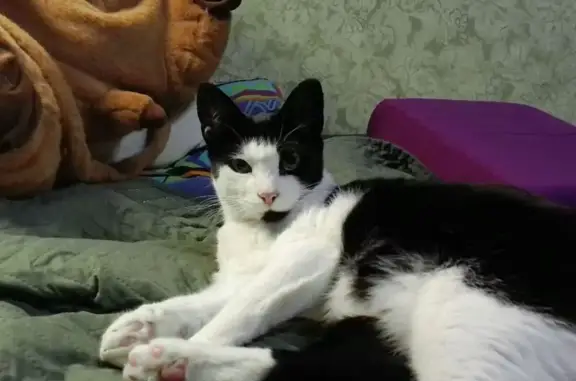 Кошки потеряшки, Люберцы, фото: Потеряшка кошка, ул. Льва Толстого, Люберцы