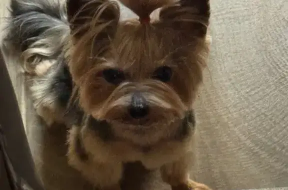 Собаки потеряшки, , фото: Потеряшка собака, Внуково, Перспективная 53А