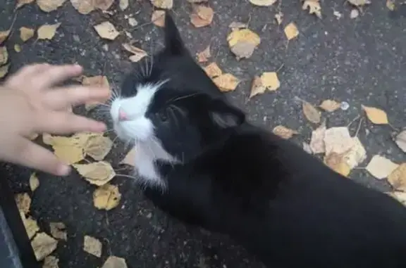 Найдена кошка, Новокузнецк, фото: Котенок найден в парке Первостроителей