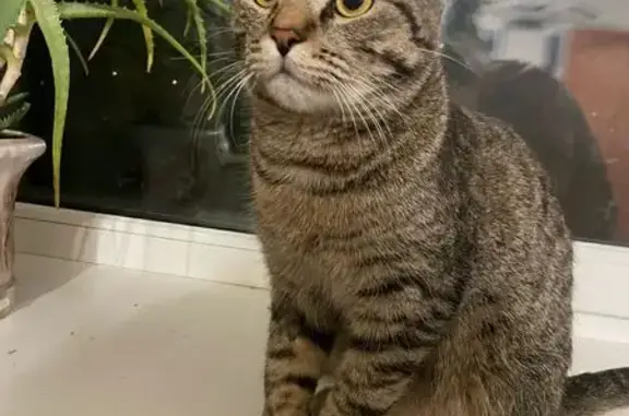 Пропал котик на Ленинском пр. 59А, Воронеж