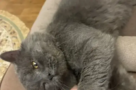 Кошки потеряшки, Тюменская область, фото: Потеряшка кошка в Перевалово, Тюм. обл.