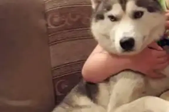 Пропала хаски, Корнеева 39, Красноярск