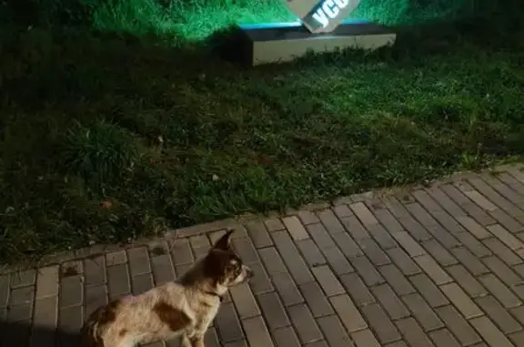 Найдена собака, Усолье-Сибирское, фото: Собака найдена: Интернациональная 22, Усолье