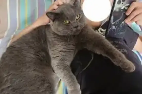 Кошки потеряшки, Железногорск, фото: Потеряшка кошка: Верхняя Саянская, 36