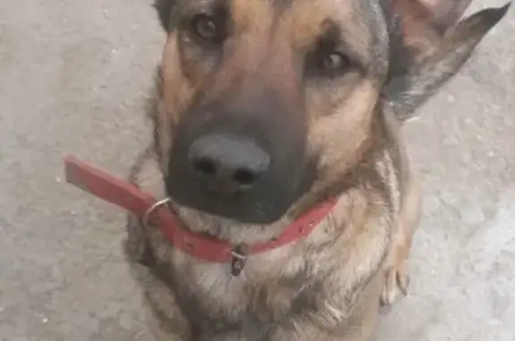 Пропала собака, Ольгинская, Ростовская обл.