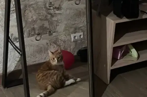 Пропала кошка, ул. Мира, 1, Жареный Бугор