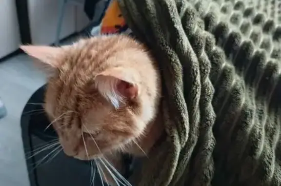 Пропала кошка, Садовая ул., 21 к2