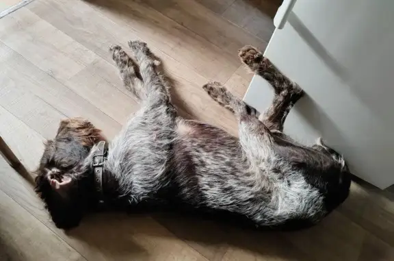 Дротхар найден: Ломоносова 5, Тверь