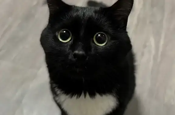 Кошки потеряшки, городской округ Сургут, фото: Потеряшка кошка, Зелёная ул. 30, Сургут