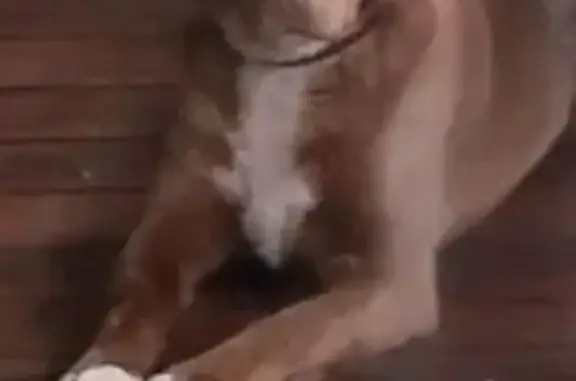 Собаки потеряшки, , фото: Потеряшка рыжая собака в СНТ Заря, Чебоксары