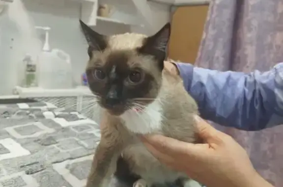 Сиамская кошка найдена, 4-й Сыромятнический!