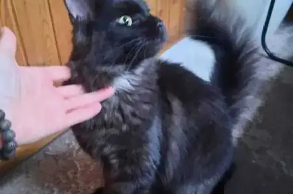 Найдена кошка, Томск, фото: Кошка найдена: ул. Смирнова 40/1, Томск