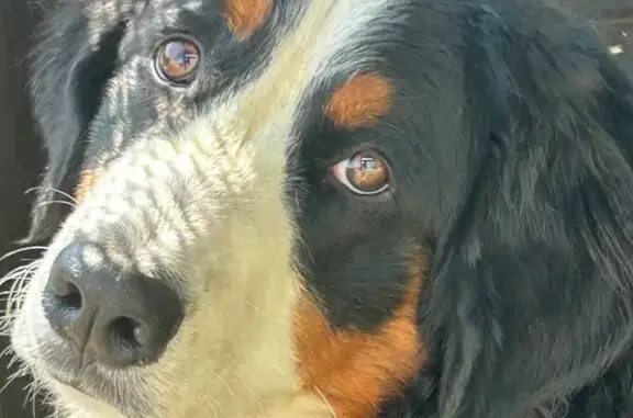 Собаки потеряшки, Осинники, фото: Потеряшка собака, ул. Ермака 34, Осинники