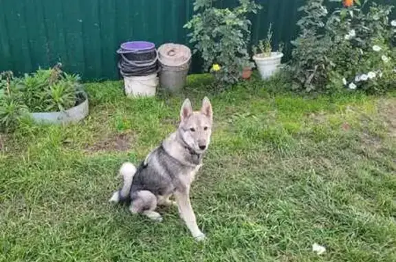 Собаки потеряшки, Кемеровская область, фото: Потеряшка щенок лайки в с. Лучшево, п. Металлург
