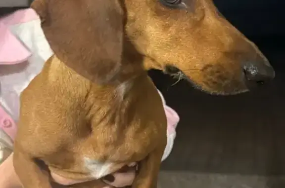 Такса найдена на Чернышевского 27, Брянск