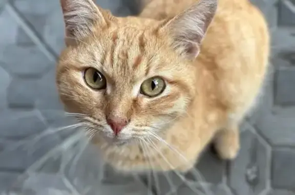 Найдена кошка, , фото: Найдена кошка, ул. Коммунаров, 224Д