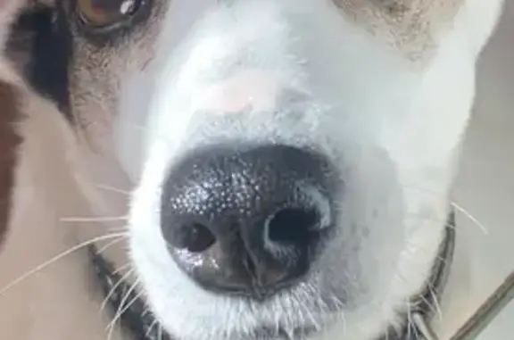 Пропала собака, Стерлибашевский тракт 35А