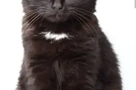 Объявления о пропавших и найденных животных, Кудымкар, фото: Пропала кошка, ул. Маяковского, 33