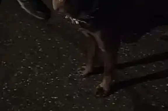 Найдена собака, Ханты-Мансийск, фото: Нашли собаку с ошейником, Пионерская 25