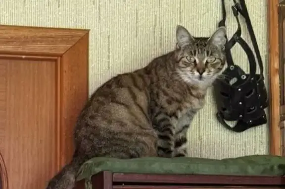 Кошки потеряшки, Щёкино, фото: Потеряшка кошка, Щёкино, ул. Лукашина, 11