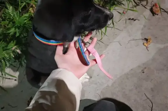 Найдена собака, , фото: Найдена собака, Советская ул. 37, Советский