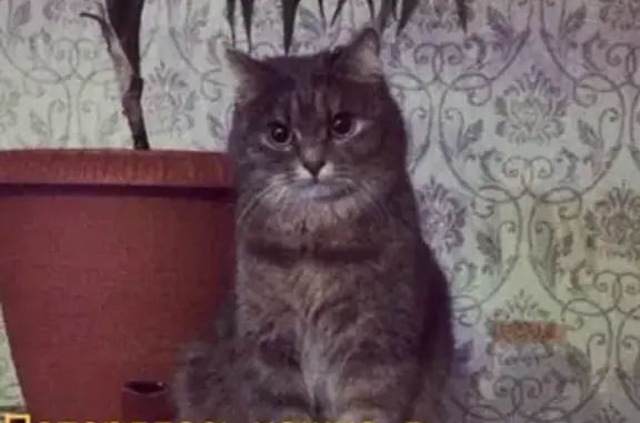 Пропала кошка, Тюмень, Высоковольтная