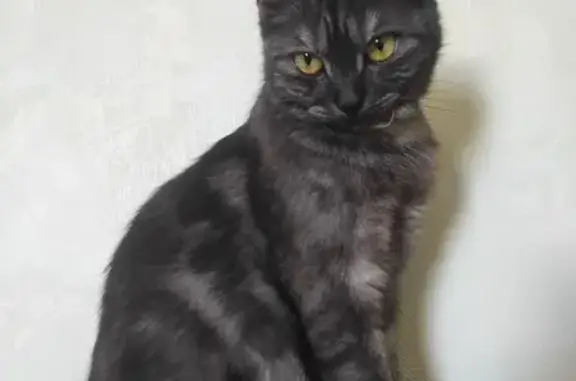 Кошки потеряшки, Ставрополь, фото: Потеряшка кошка, ул. Голенева, Ставрополь