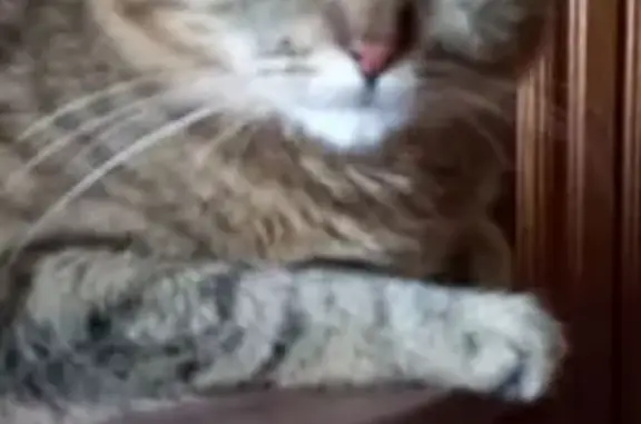 Кошки потеряшки, Керчь, фото: Потеряшка кошка, Юзобинская ул., Керчь