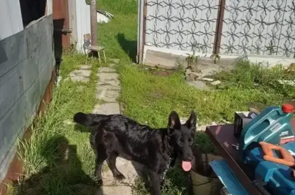 Пропала собака, Ханты-Мансийск