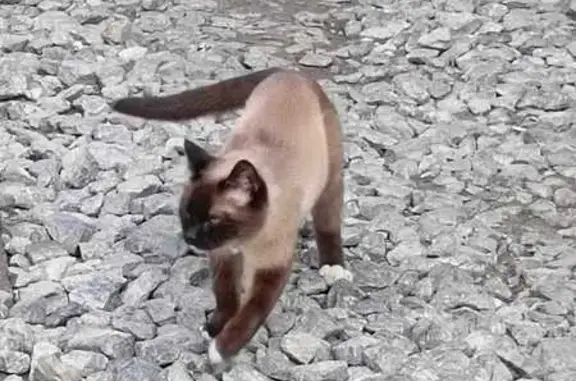 Найдена кошка, Екатеринбург, фото: Кошка найдена: Селькоровская 100 к2