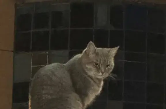 Кошка найдена на Дегтярёва, 2А, Белгород