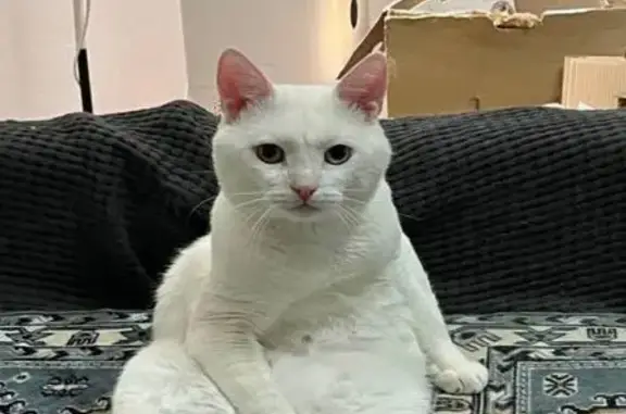 Пропала кошка, Самара, Студеный овраг