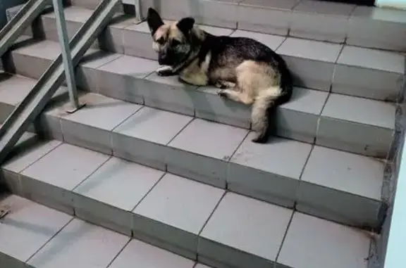 Найдена собака, Спасская ул. 2, Ярославль